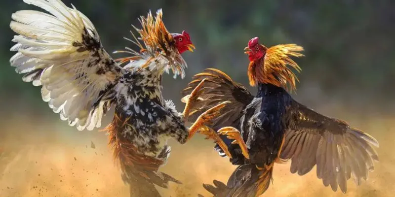 Cách Om Gà Chọi Hiệu Quả – Kỹ Thuật Chăm Gà Chiến Đỉnh Cao