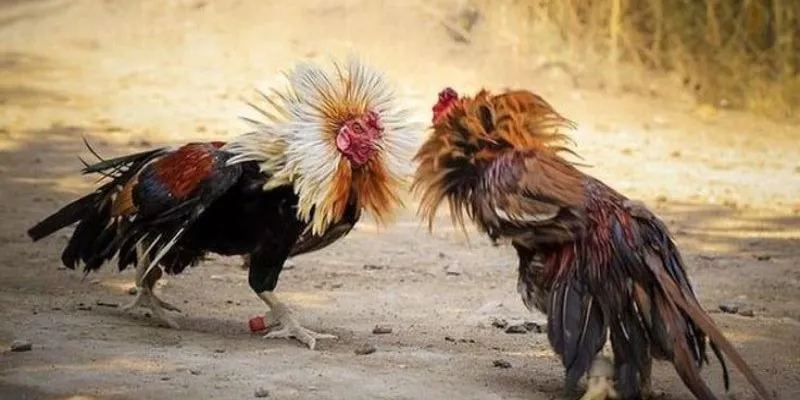 Cách om gà chọi hiệu quả
